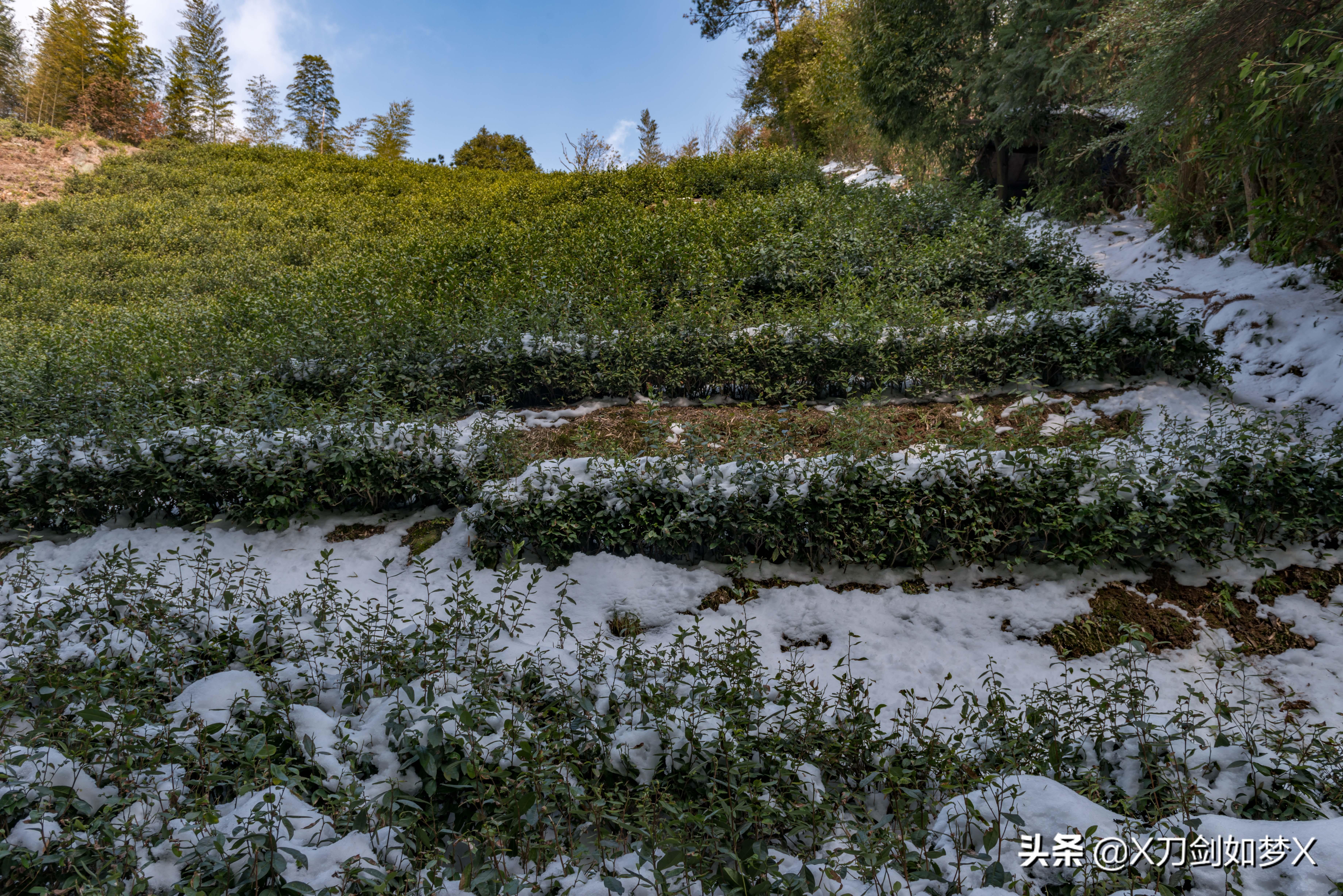 旁门左道谁能及，雪中应学山上松打一准确生肖请全面2释义、解释与落实、实证解答解释落实